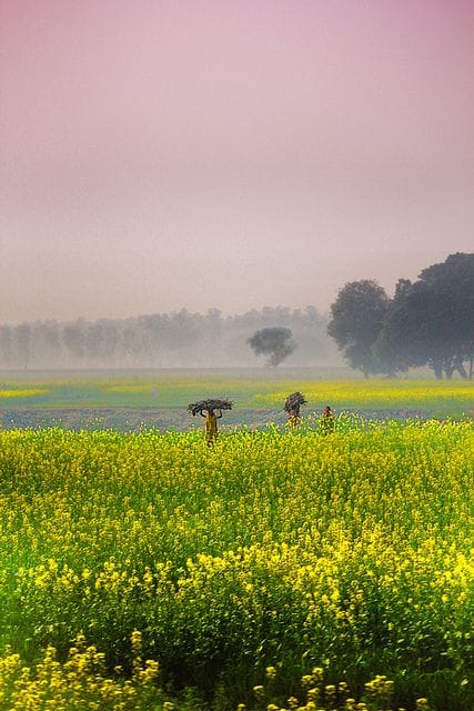 Mini Mustard Seeds | Rai | (Sarso Rai Bharatpur Vali), 200g.